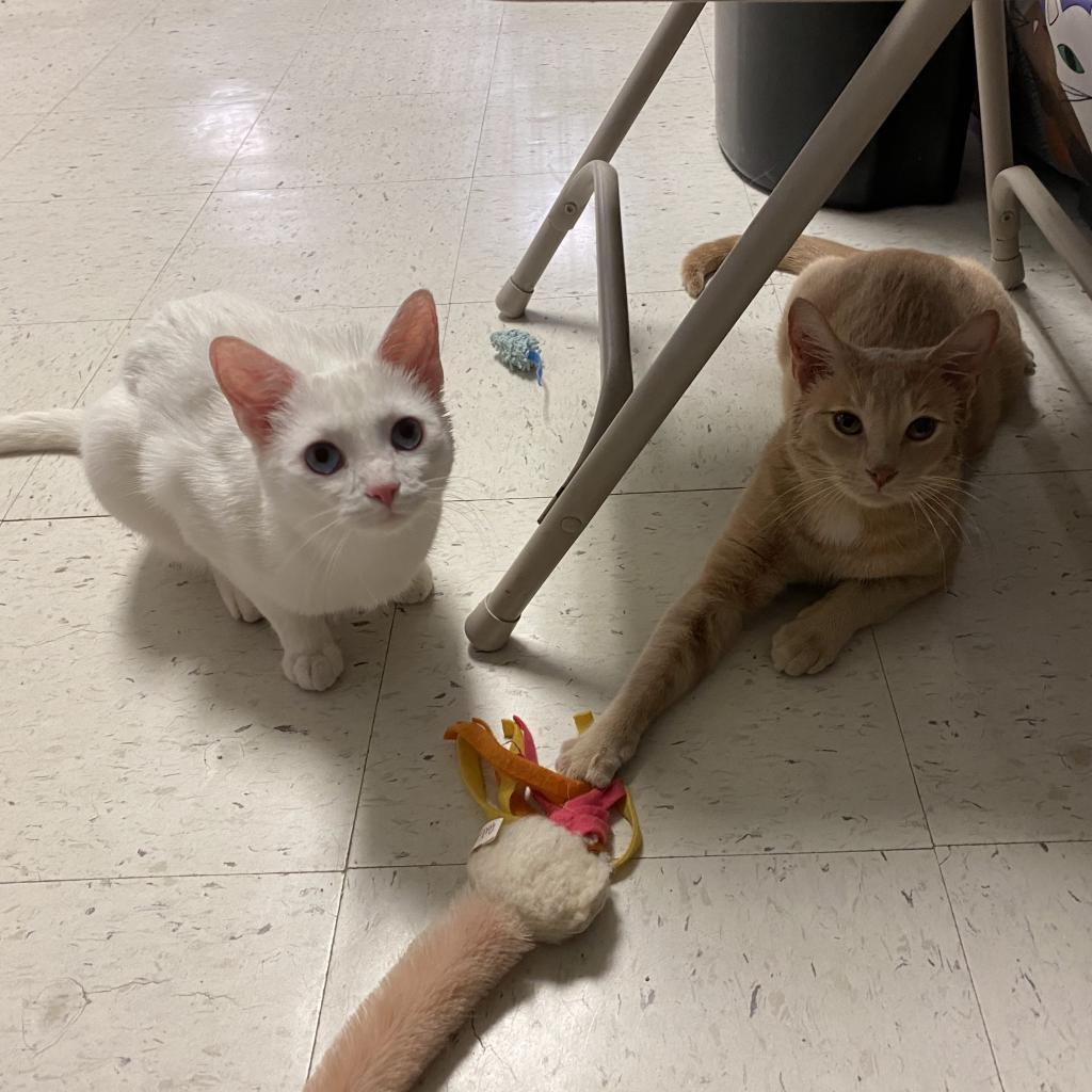 Enlarge Bobby, a Adoptable Domestic Short Hair in Downers Grove, IL image 4/4