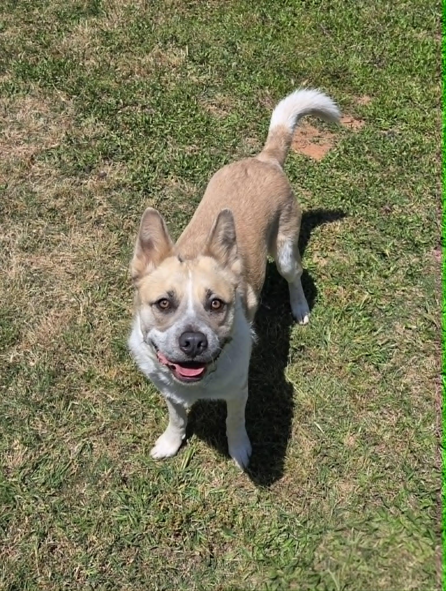 Waffles, Adoptable, Young Female Cattle Dog & Mixed Breed.