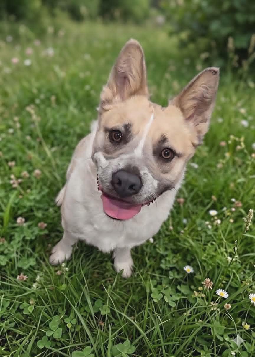Enlarge Waffles, a Adoptable mixed breed in Meeker, OK image 2/4
