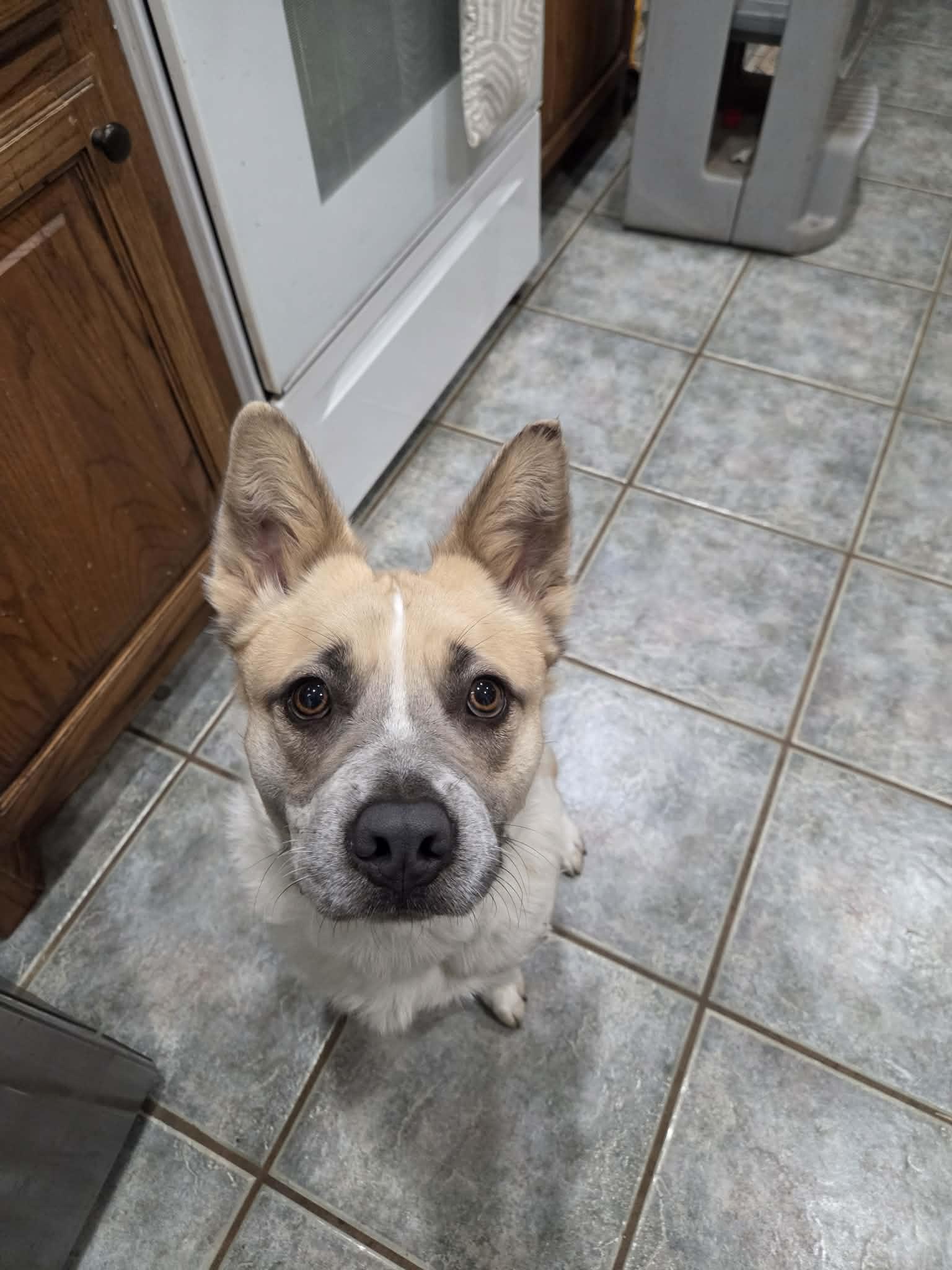 Enlarge Waffles, a Adoptable mixed breed in Meeker, OK image 3/4