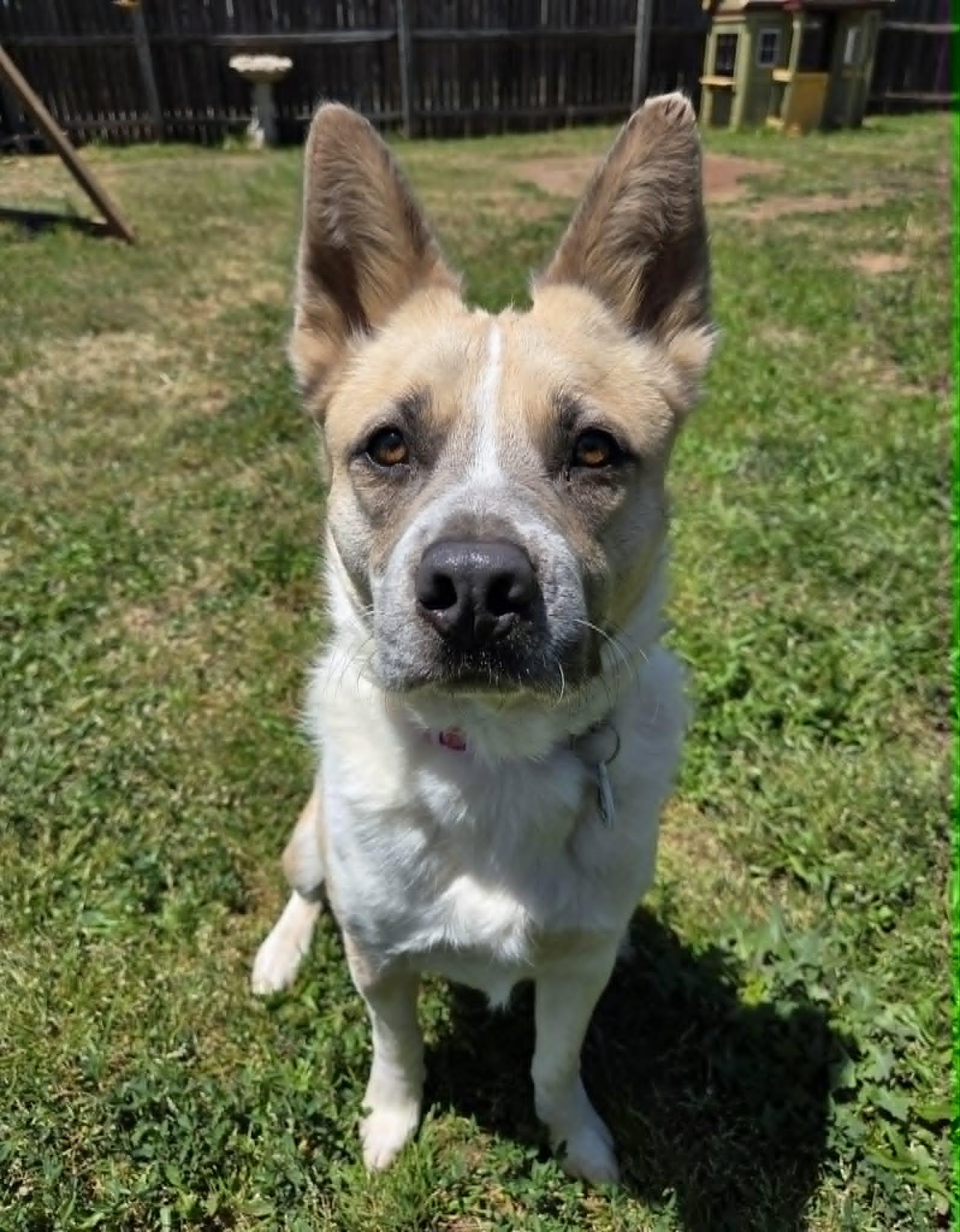 Enlarge Waffles, a Adoptable mixed breed in Meeker, OK image 4/4