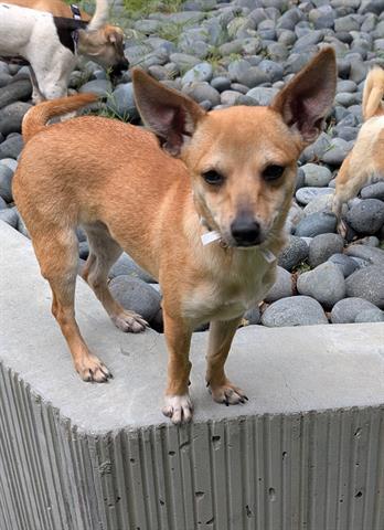 Enlarge SAGE, a Adoptable Chihuahua in San Martin, CA image 1/1