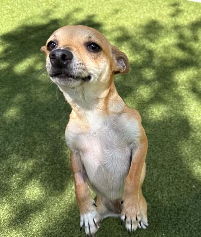 SAGE, Adoptable, Young Female Chihuahua.