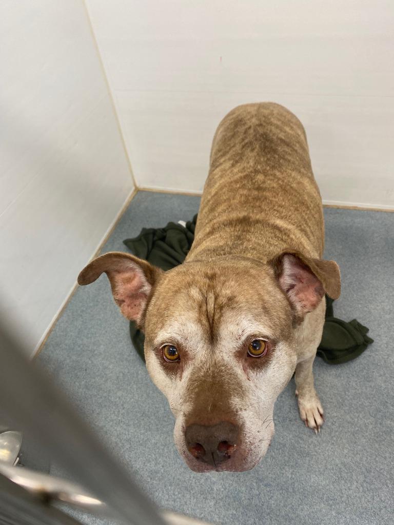 Enlarge Titan, a Adoptable mixed breed in Portland, IN image 1/3