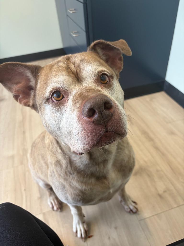 Enlarge Titan, a Adoptable mixed breed in Portland, IN image 2/3