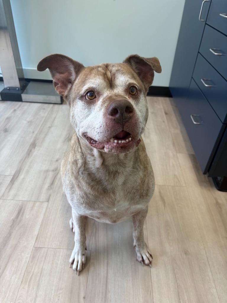 Enlarge Titan, a Adoptable mixed breed in Portland, IN image 3/3