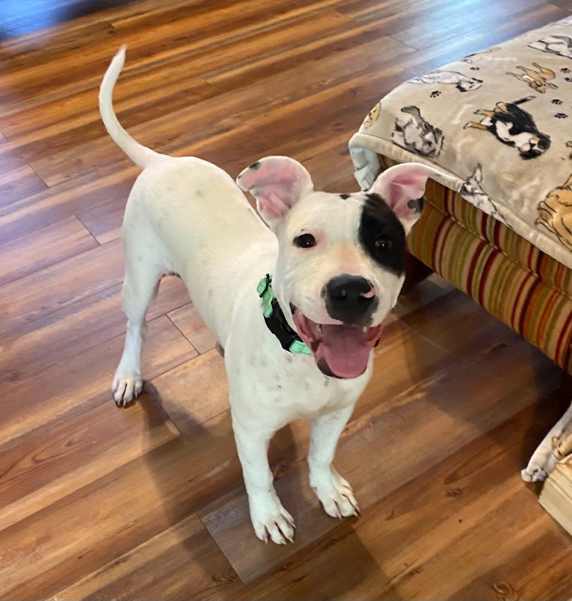 Enlarge Hugo, an adoption pending mixed breed in Salamanca, NY image 1/2