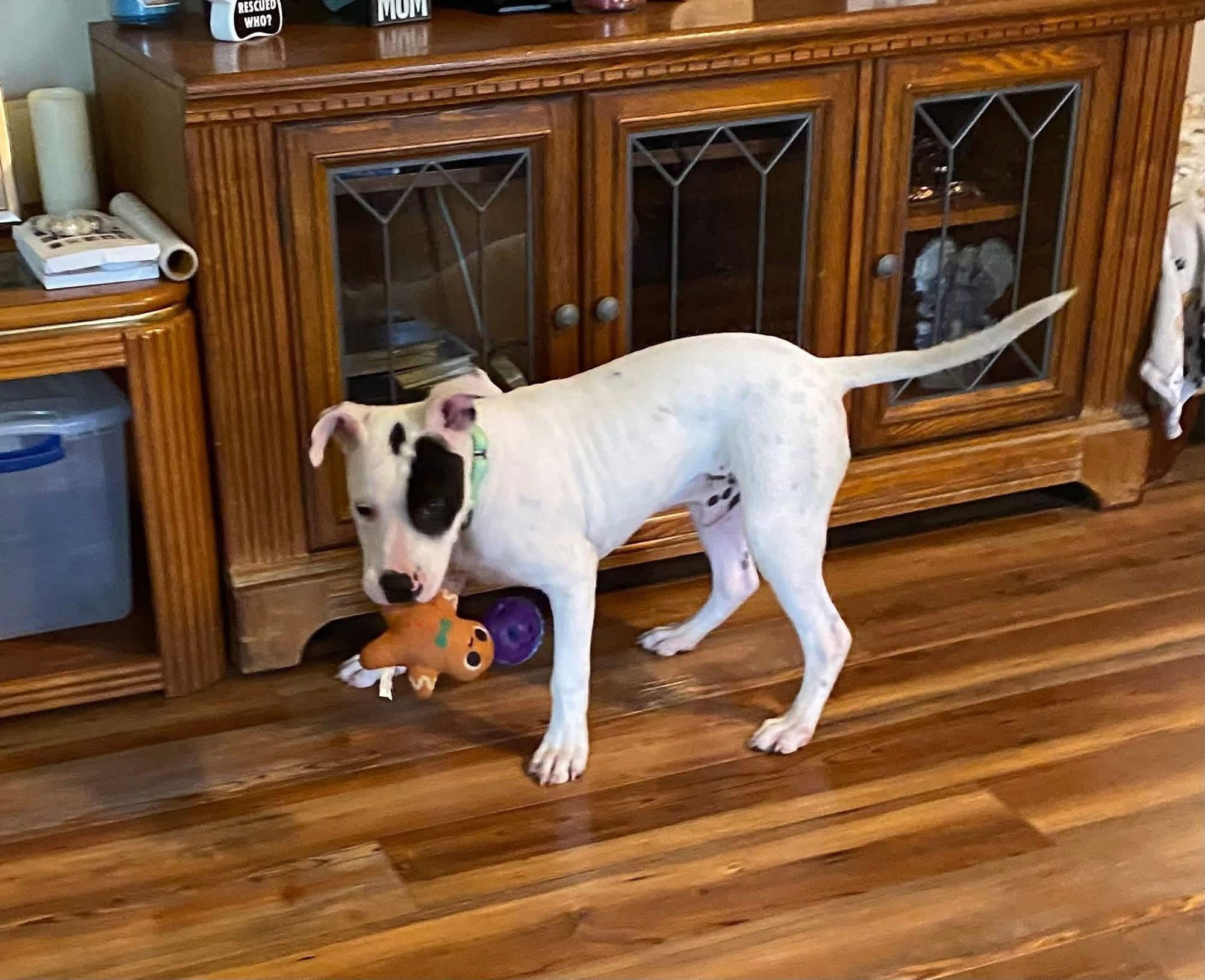 Enlarge Hugo, an adoption pending mixed breed in Salamanca, NY image 2/2