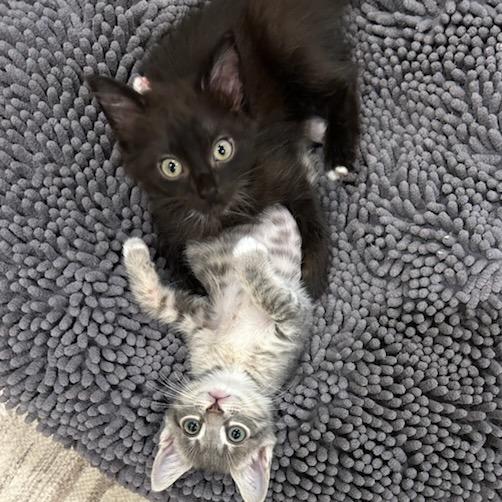 Halo, Adoptable, Kitten Female Domestic Medium Hair.