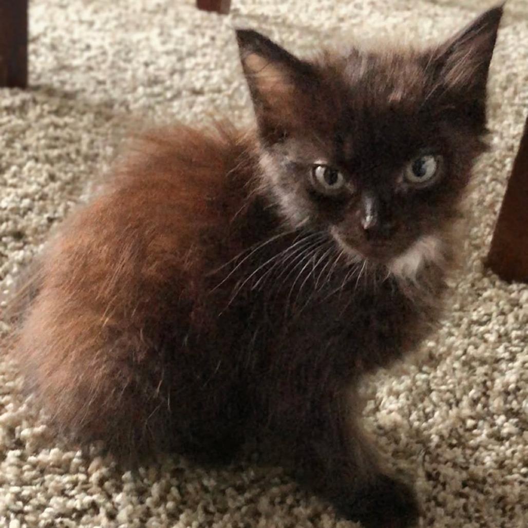 Enlarge Halo, a Adoptable Domestic Medium Hair in Bentonville, AR image 2/5