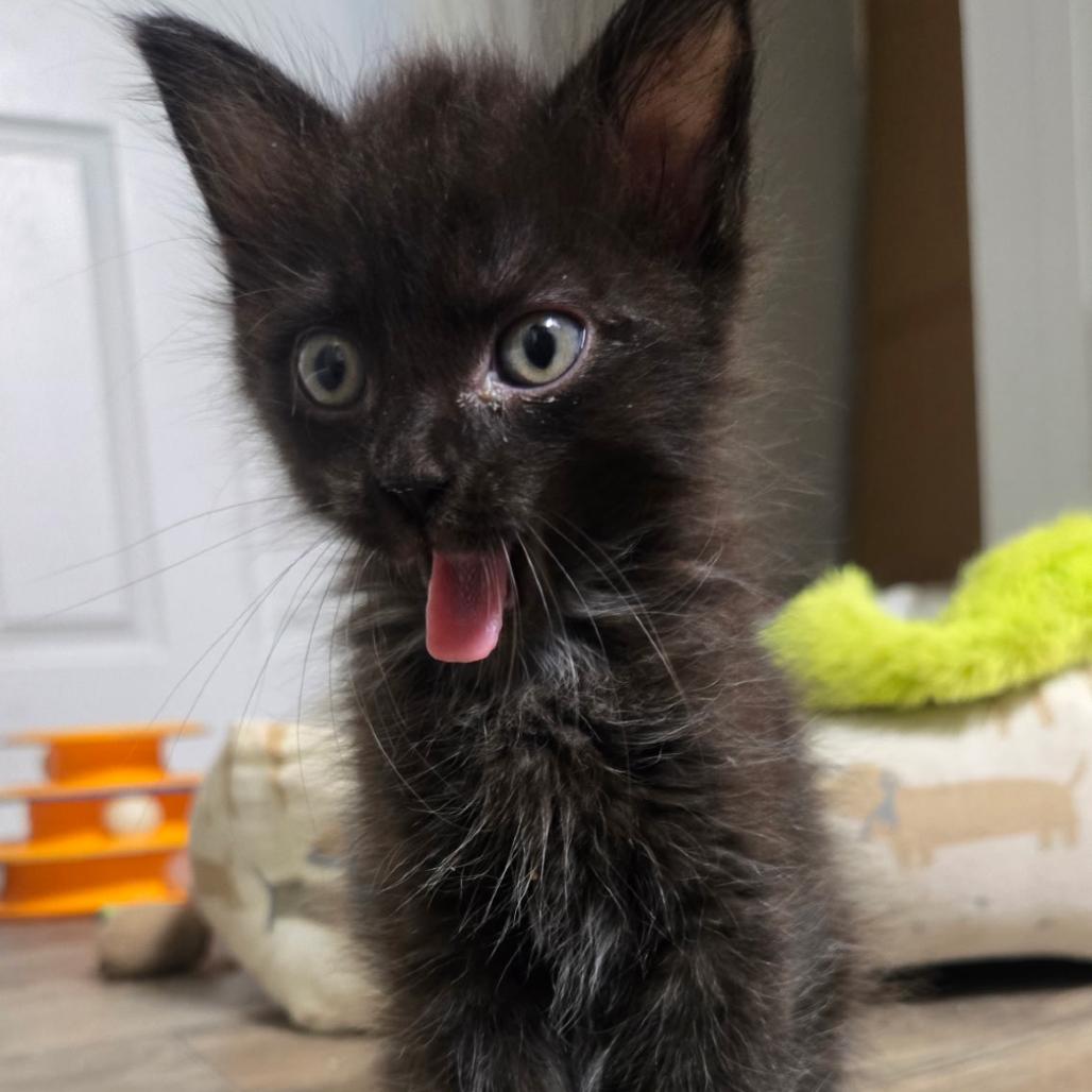 Enlarge Halo, a Adoptable Domestic Medium Hair in Bentonville, AR image 3/5