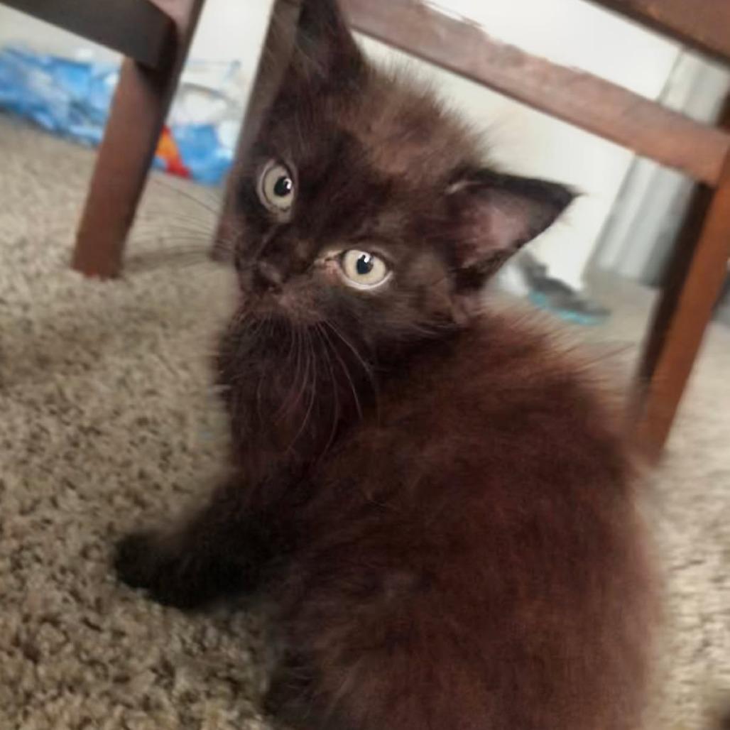 Enlarge Halo, a Adoptable Domestic Medium Hair in Bentonville, AR image 4/5