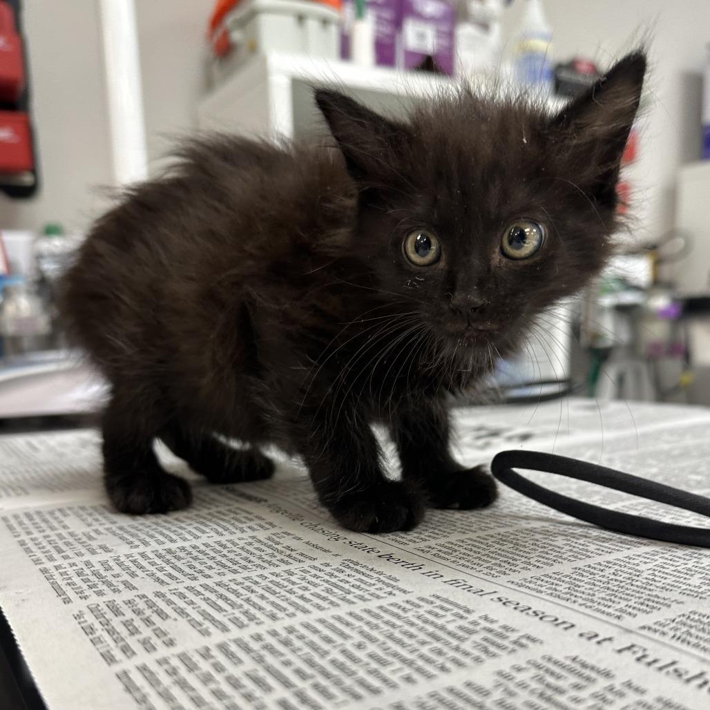 Enlarge Halo, a Adoptable Domestic Medium Hair in Bentonville, AR image 5/5