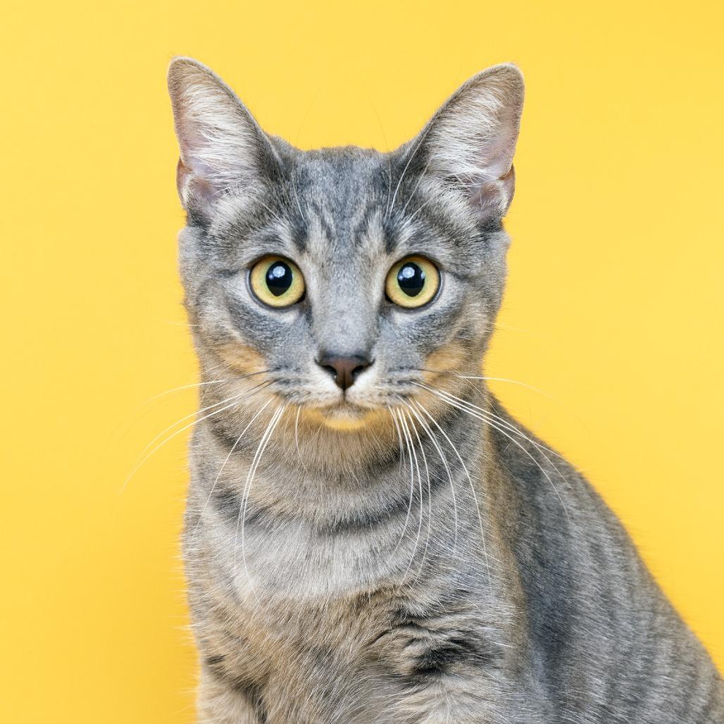 Enlarge Beasley, a Adoptable Domestic Medium Hair in Franklin, TN image 1/2