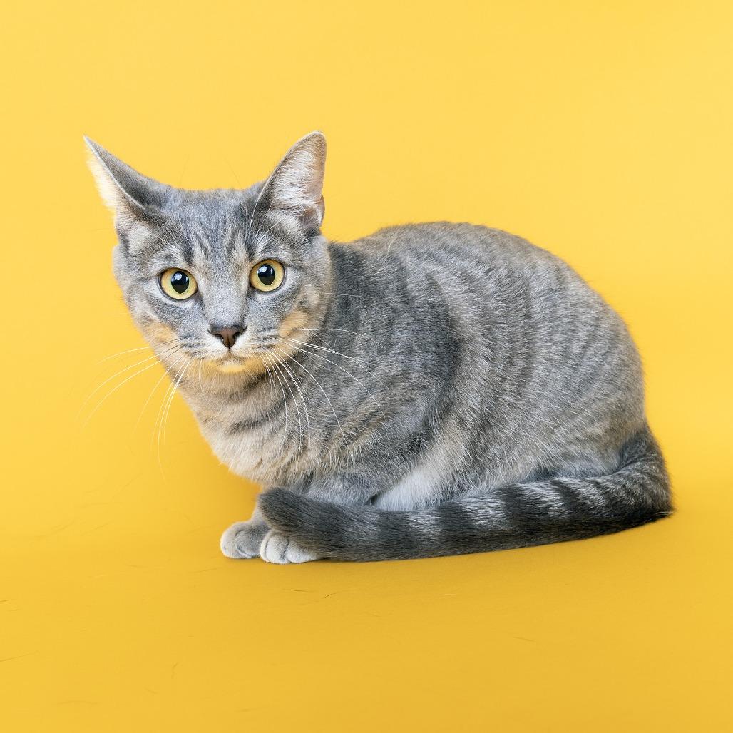 Enlarge Beasley, a Adoptable Domestic Medium Hair in Franklin, TN image 2/2