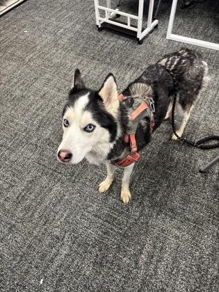 Chai — thumbnail 2