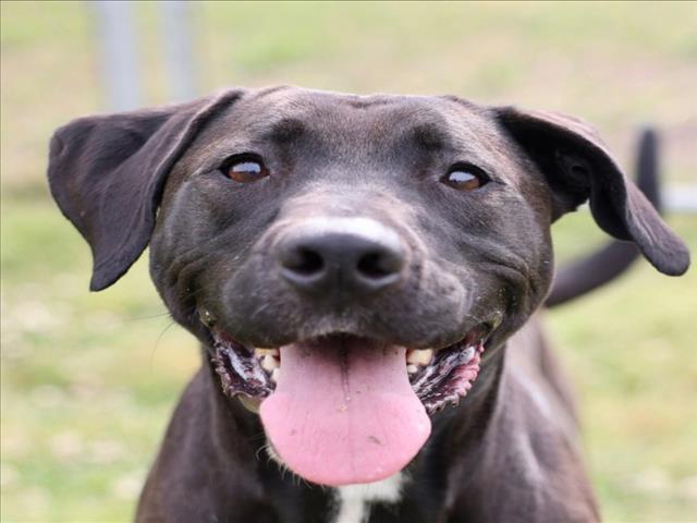 ARIEL, Adoptable, Adult Female Labrador Retriever & Mixed Breed.