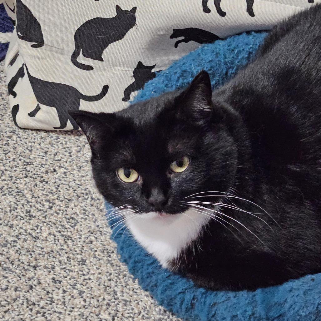 Baxter, Adoptable, Adult Female Domestic Short Hair.