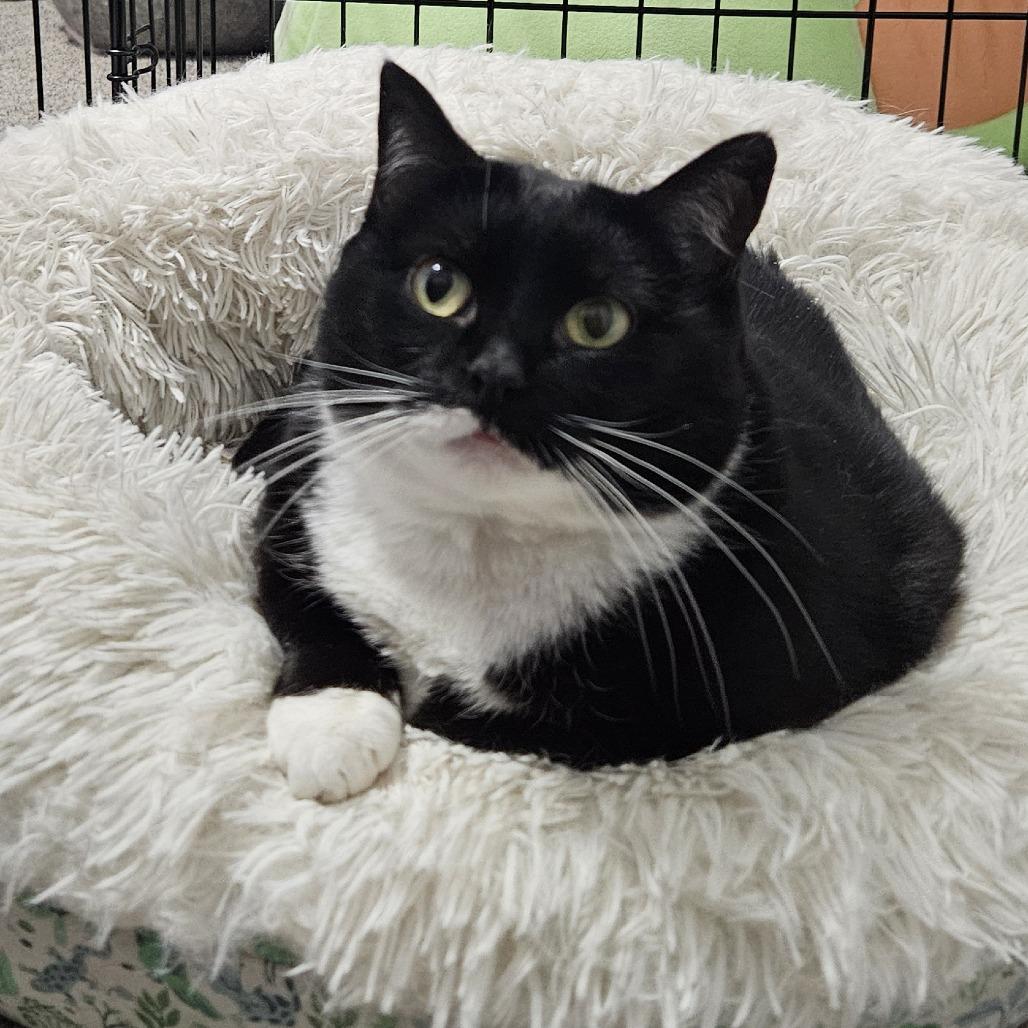 Baxter, Adoptable, Adult Female Domestic Short Hair.