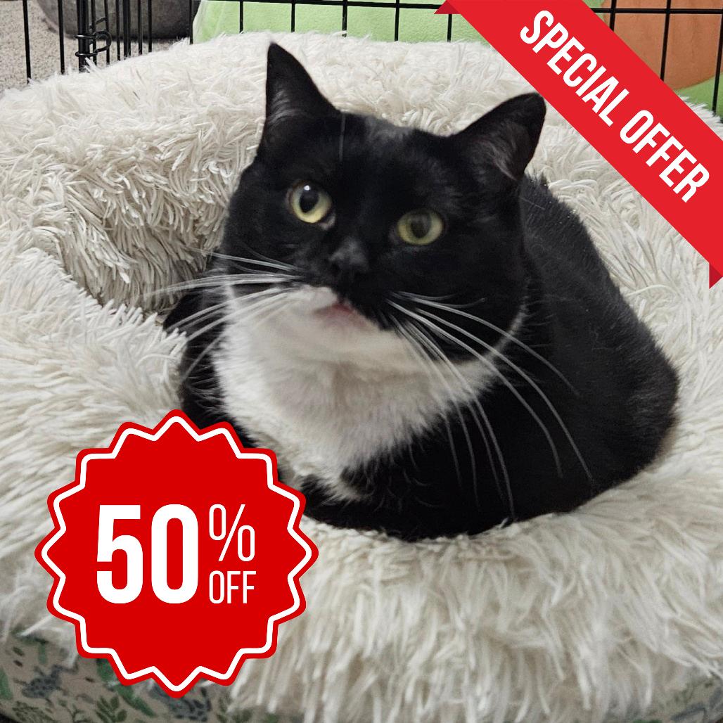 Enlarge Baxter, a Adoptable Domestic Short Hair in Inver Grove Heights, MN image 2/6