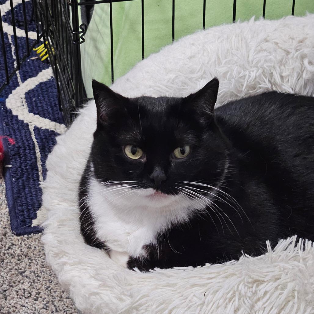 Baxter, a Adoptable Domestic Short Hair in Inver Grove Heights, MN image 2/6