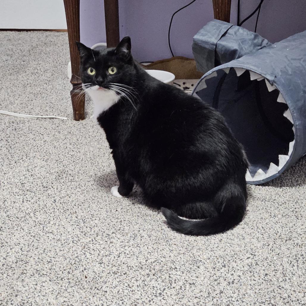 Enlarge Baxter, a Adoptable Domestic Short Hair in Inver Grove Heights, MN image 2/6