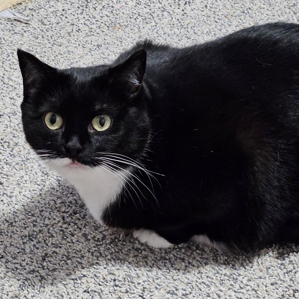 Enlarge Baxter, a Adoptable Domestic Short Hair in Inver Grove Heights, MN image 3/6