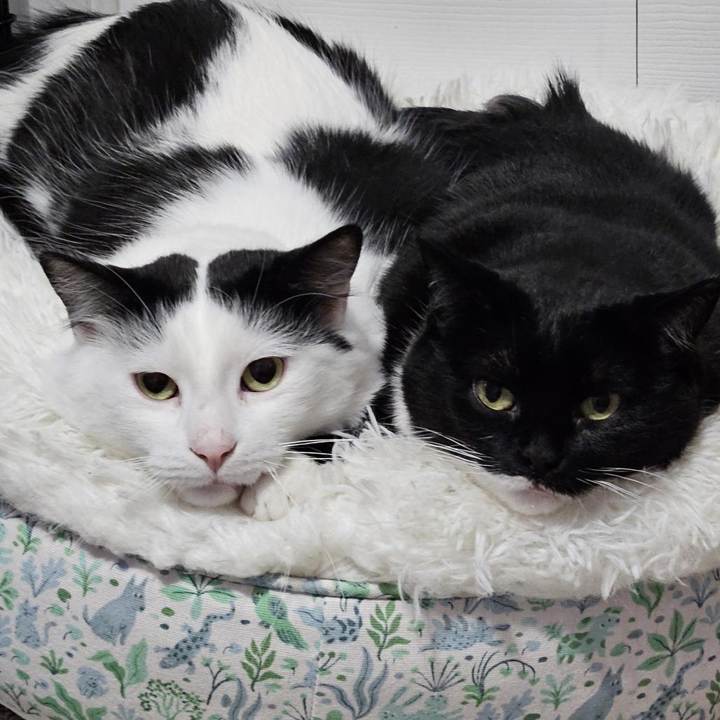 Enlarge Baxter, a Adoptable Domestic Short Hair in Inver Grove Heights, MN image 5/6