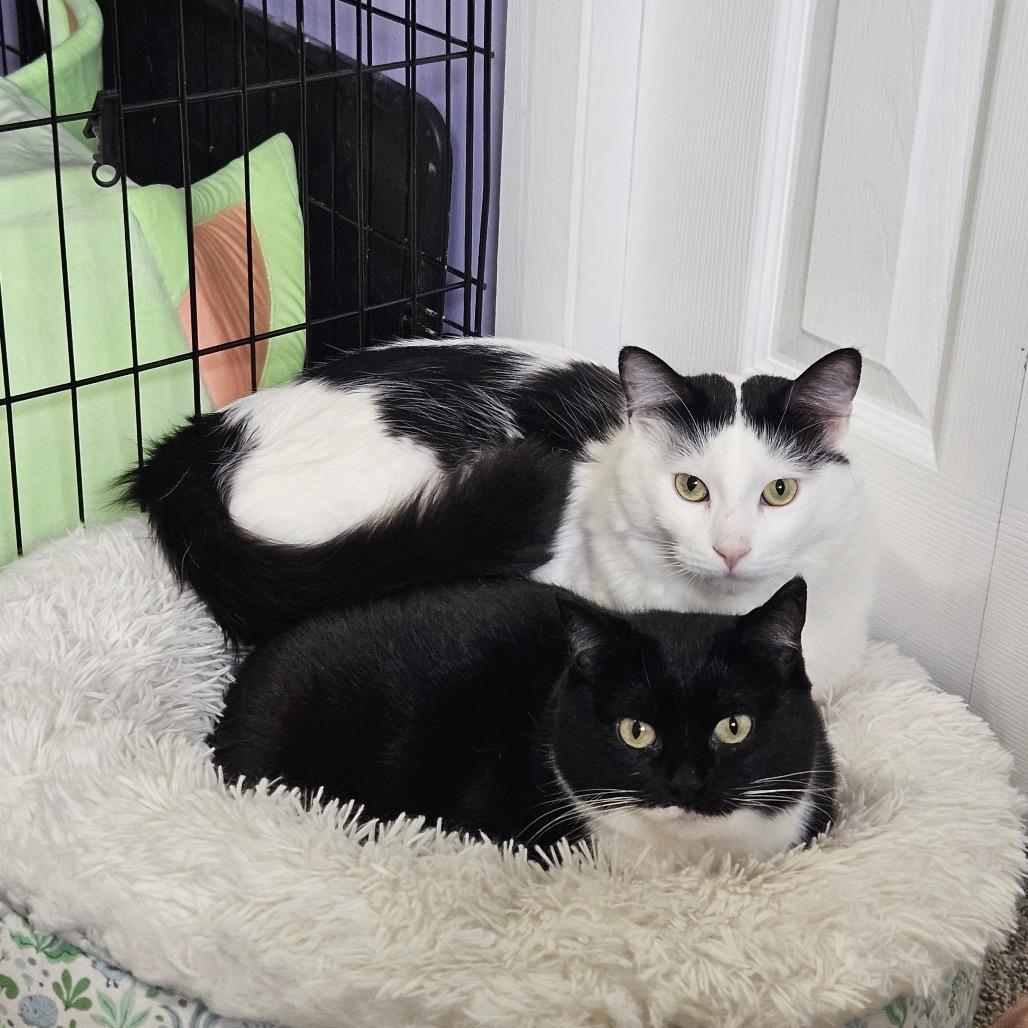 Enlarge Baxter, a Adoptable Domestic Short Hair in Inver Grove Heights, MN image 6/6