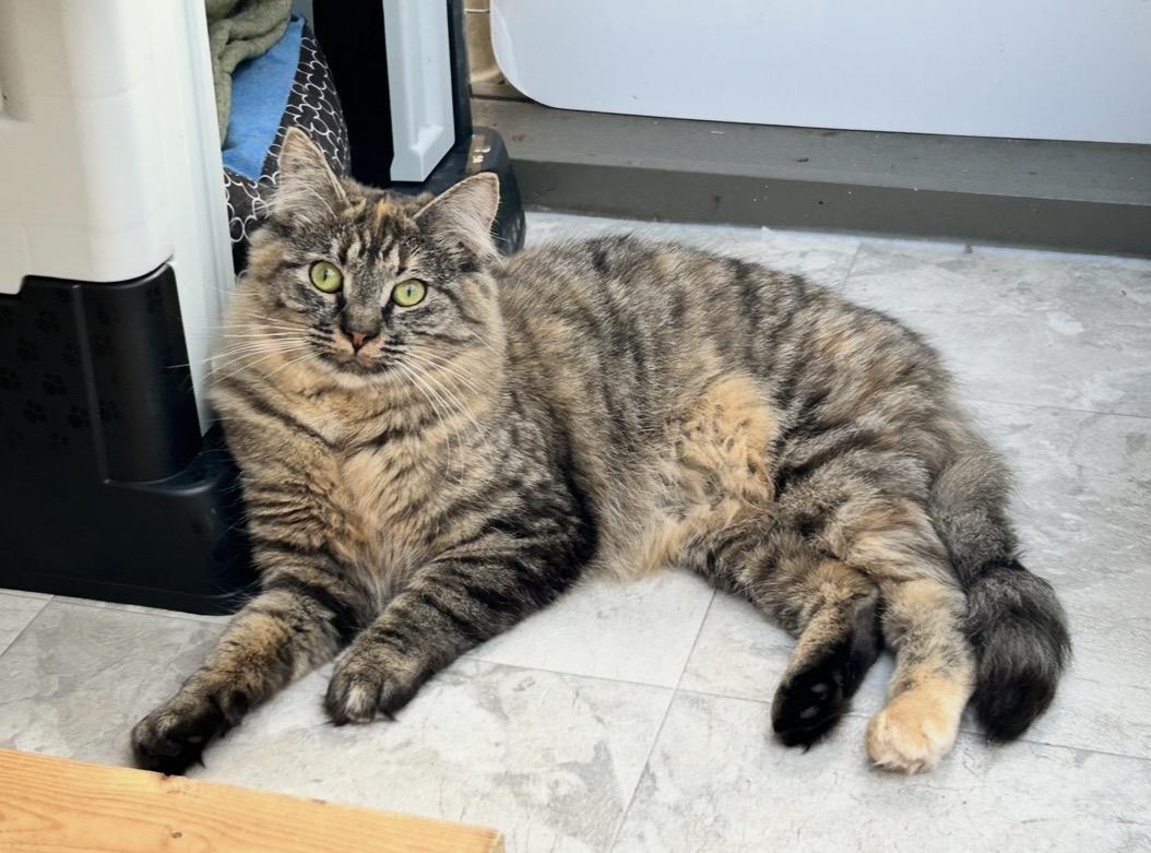 Enlarge Huggy and Kissy (Bonded Siblings), a ADOPTABLE Domestic Medium Hair in Maple Ridge, BC image 6/6