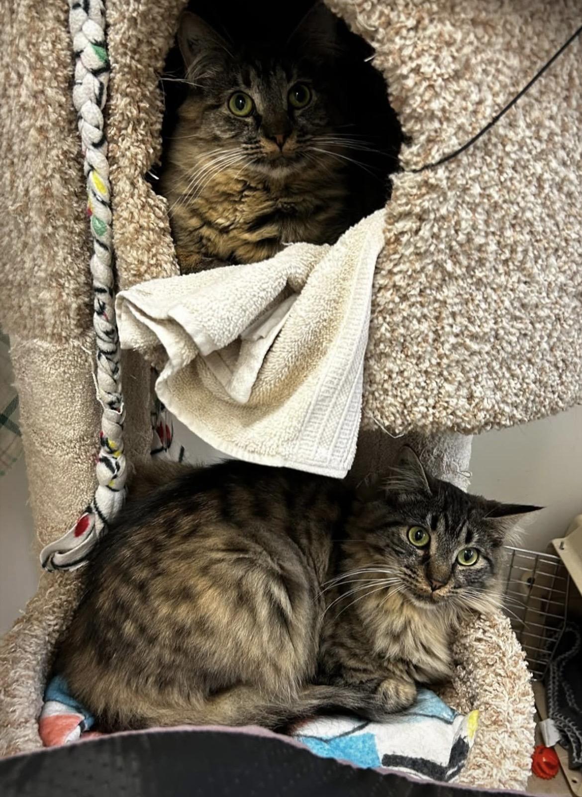 Enlarge Huggy and Kissy (Bonded Siblings), a ADOPTABLE Domestic Medium Hair in Maple Ridge, BC image 1/6