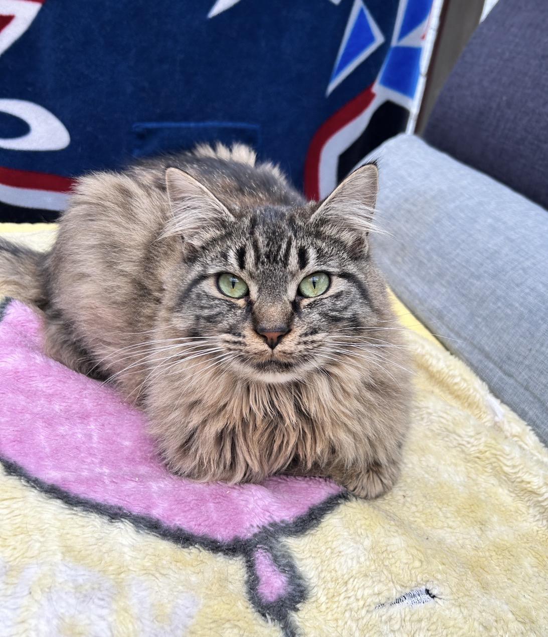 Enlarge Huggy and Kissy (Bonded Siblings), a ADOPTABLE Domestic Medium Hair in Maple Ridge, BC image 2/6