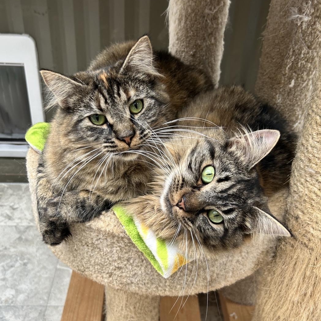 Huggy and Kissy (Bonded Siblings), ADOPTABLE, Kitten Female Domestic Medium Hair.