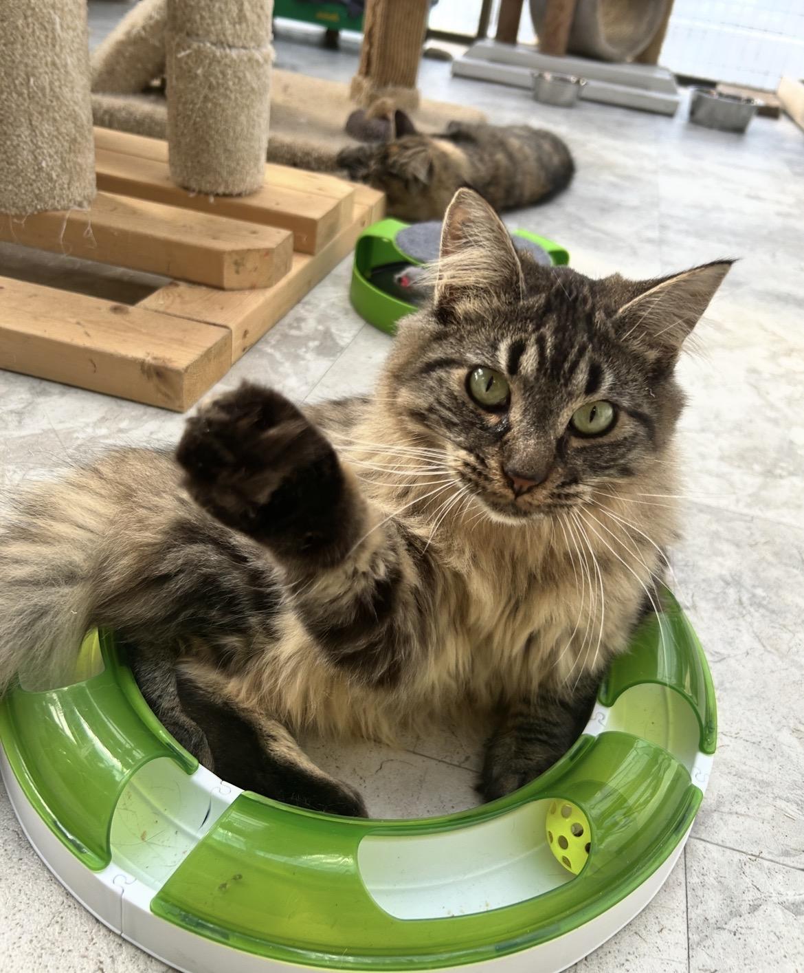 Enlarge Huggy and Kissy (Bonded Siblings), a ADOPTABLE Domestic Medium Hair in Maple Ridge, BC image 4/6