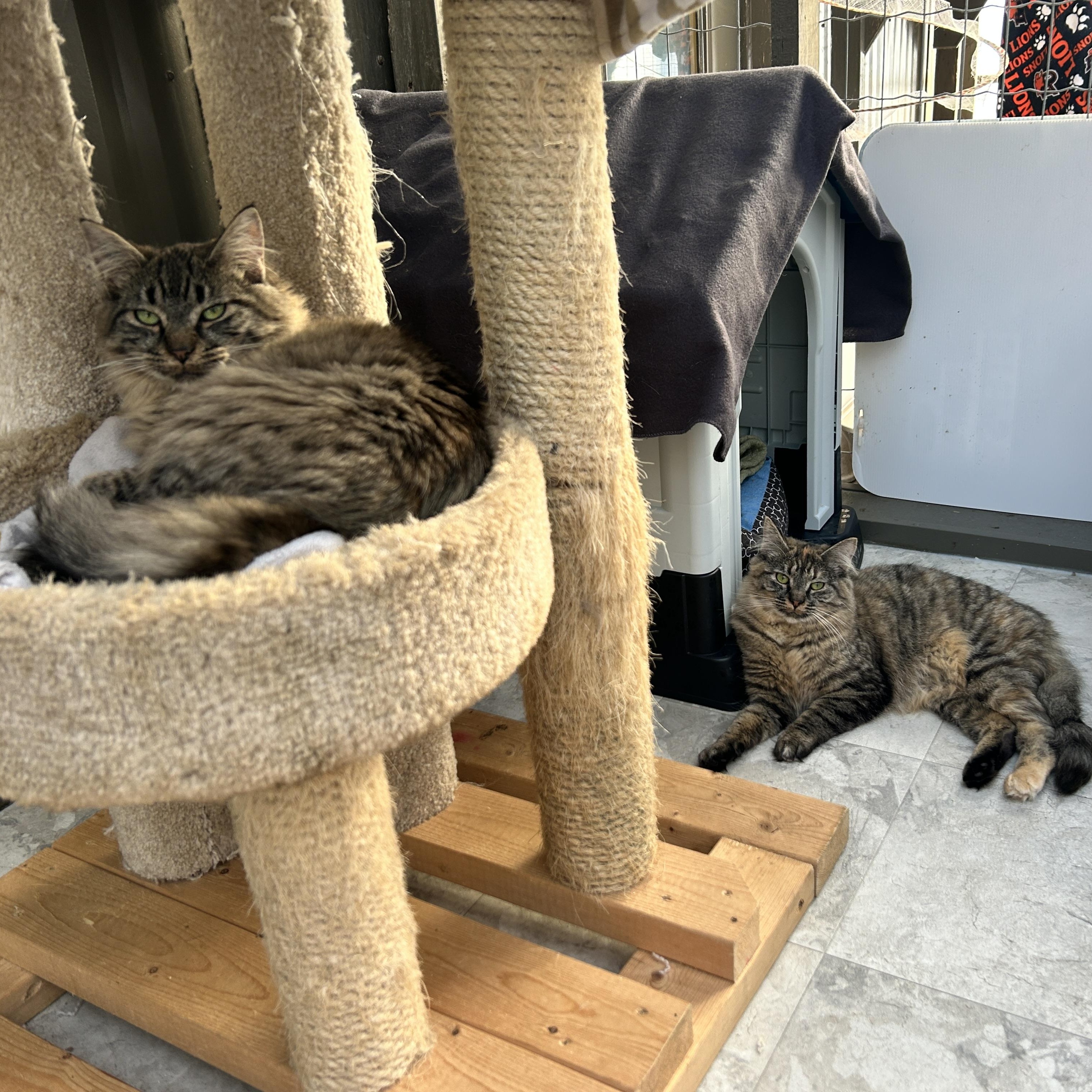 Enlarge Huggy and Kissy (Bonded Siblings), a ADOPTABLE Domestic Medium Hair in Maple Ridge, BC image 5/6