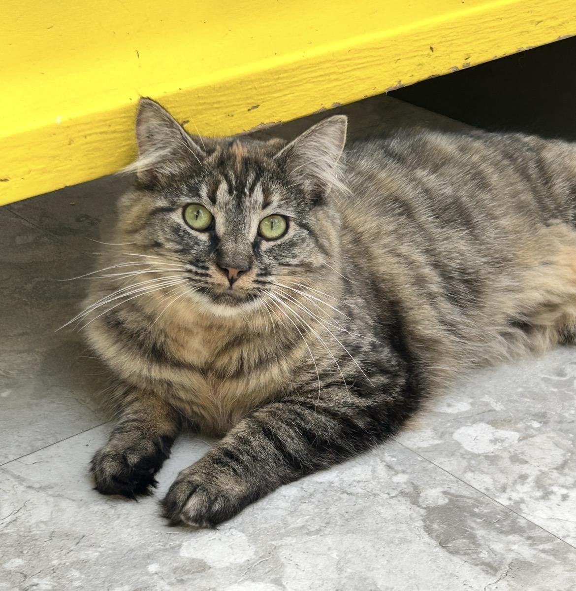 Enlarge Huggy and Kissy (Bonded Siblings), a ADOPTABLE Domestic Medium Hair in Maple Ridge, BC image 3/6