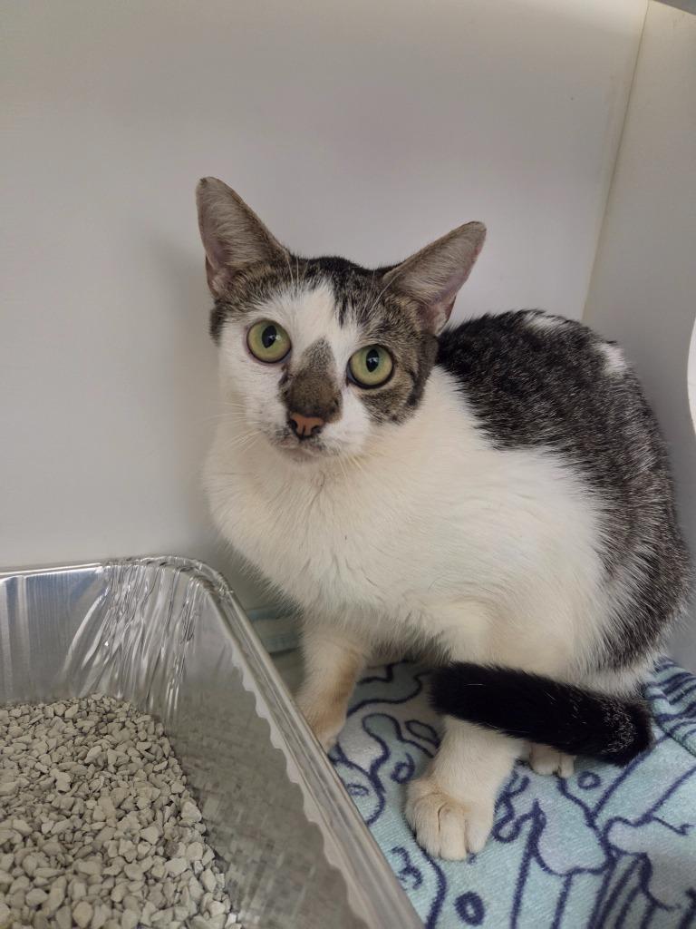 Bonnie, Adoptable, Young Female Domestic Short Hair.
