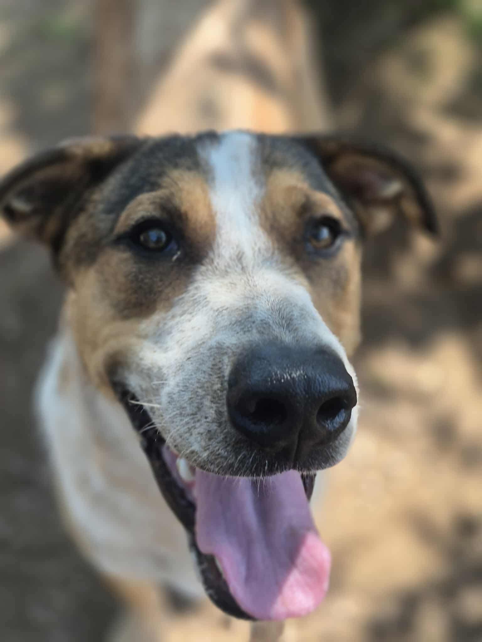 Flagg, a Adoptable mixed breed in Dover, AR image 1/6