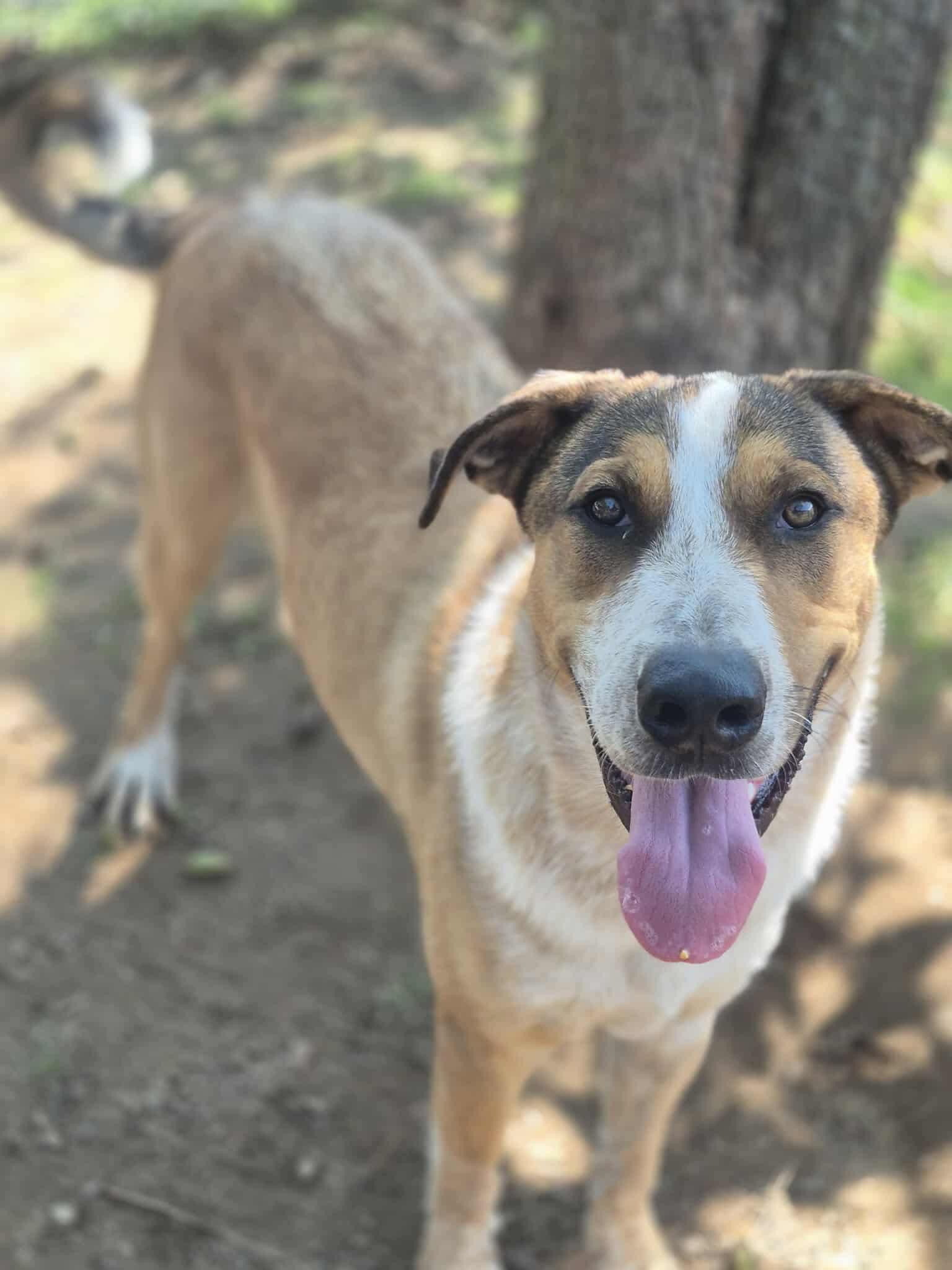 Flagg, a Adoptable mixed breed in Dover, AR image 2/6