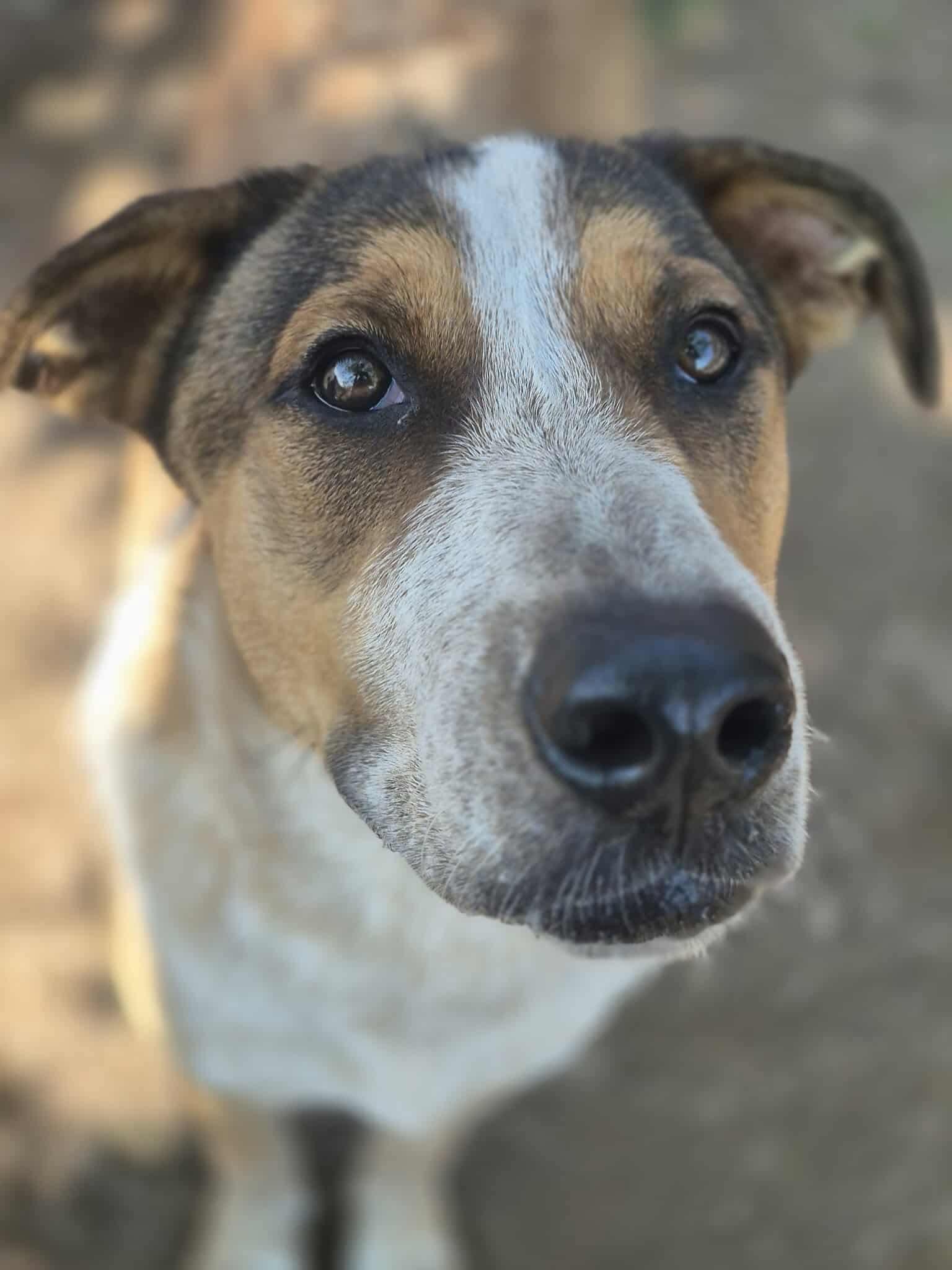 Enlarge Flagg, a Adoptable mixed breed in Dover, AR image 4/6