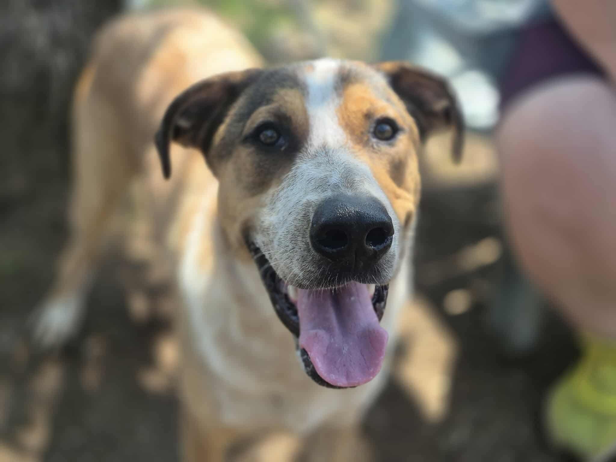 Flagg, a Adoptable mixed breed in Dover, AR image 5/6