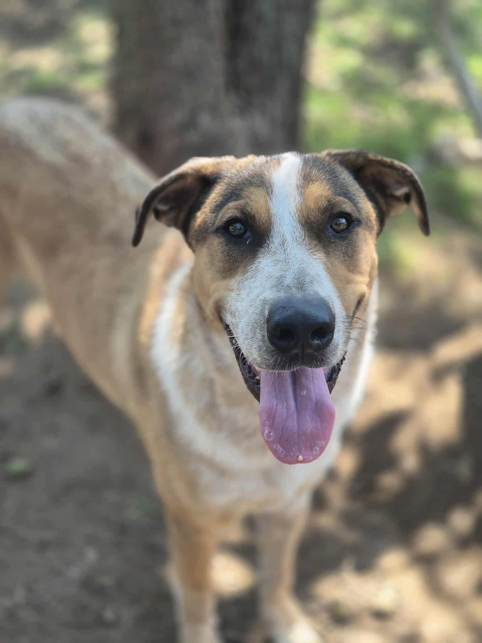 Enlarge Flagg, a Adoptable mixed breed in Dover, AR image 5/6