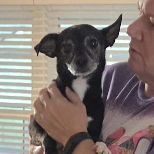 Sparklyn, a Adoptable Chihuahua in Lutz, FL image 1/4