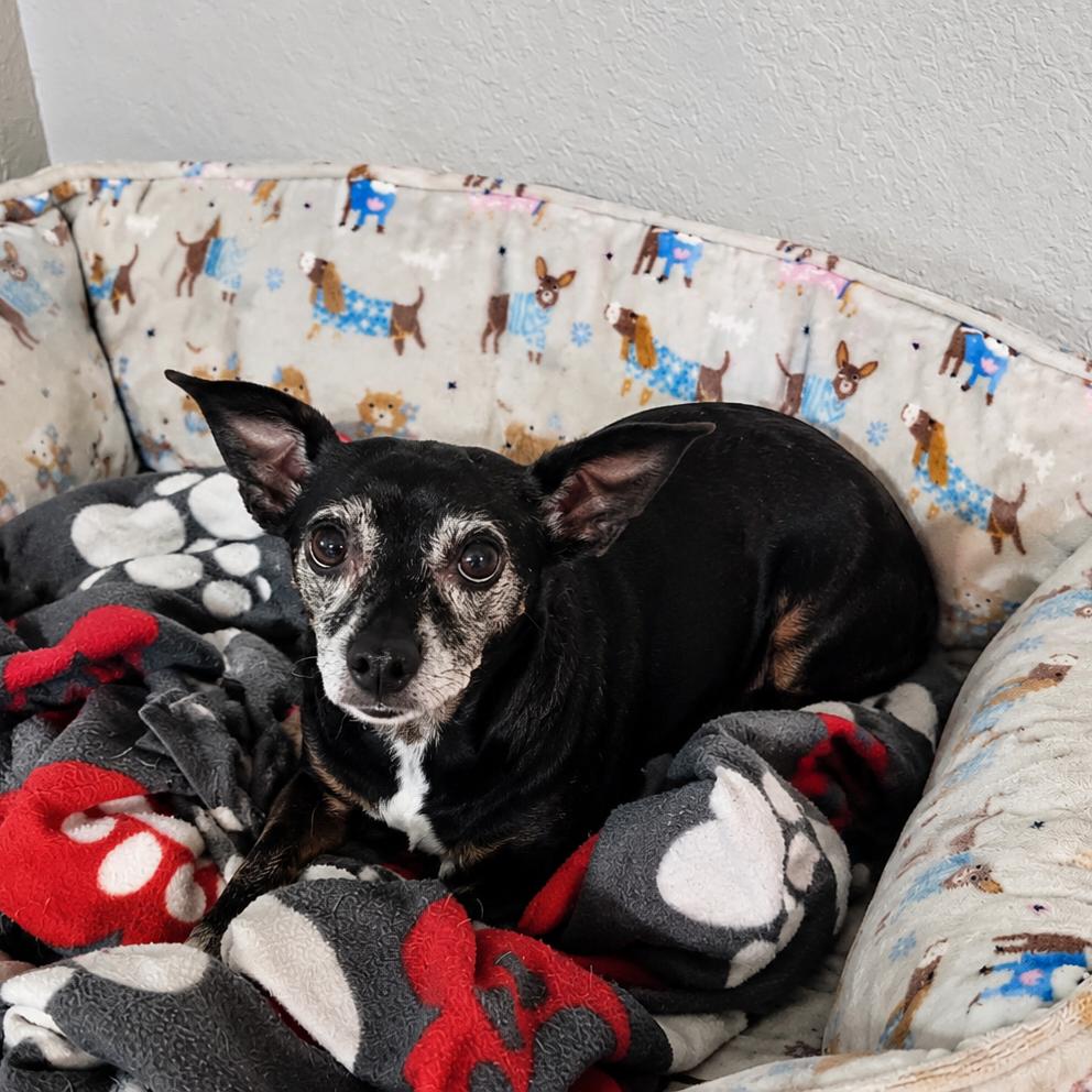Enlarge Sparklyn, a Adoptable Chihuahua in Lutz, FL image 4/5