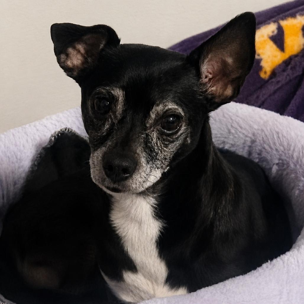 Enlarge Sparklyn, a Adoptable Chihuahua in Lutz, FL image 3/5