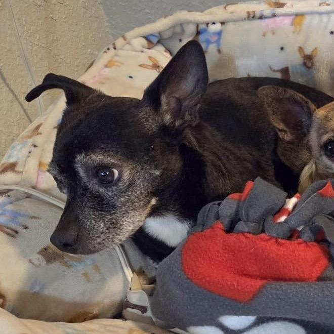 Sparklyn, a Adoptable Chihuahua in Lutz, FL image 2/4