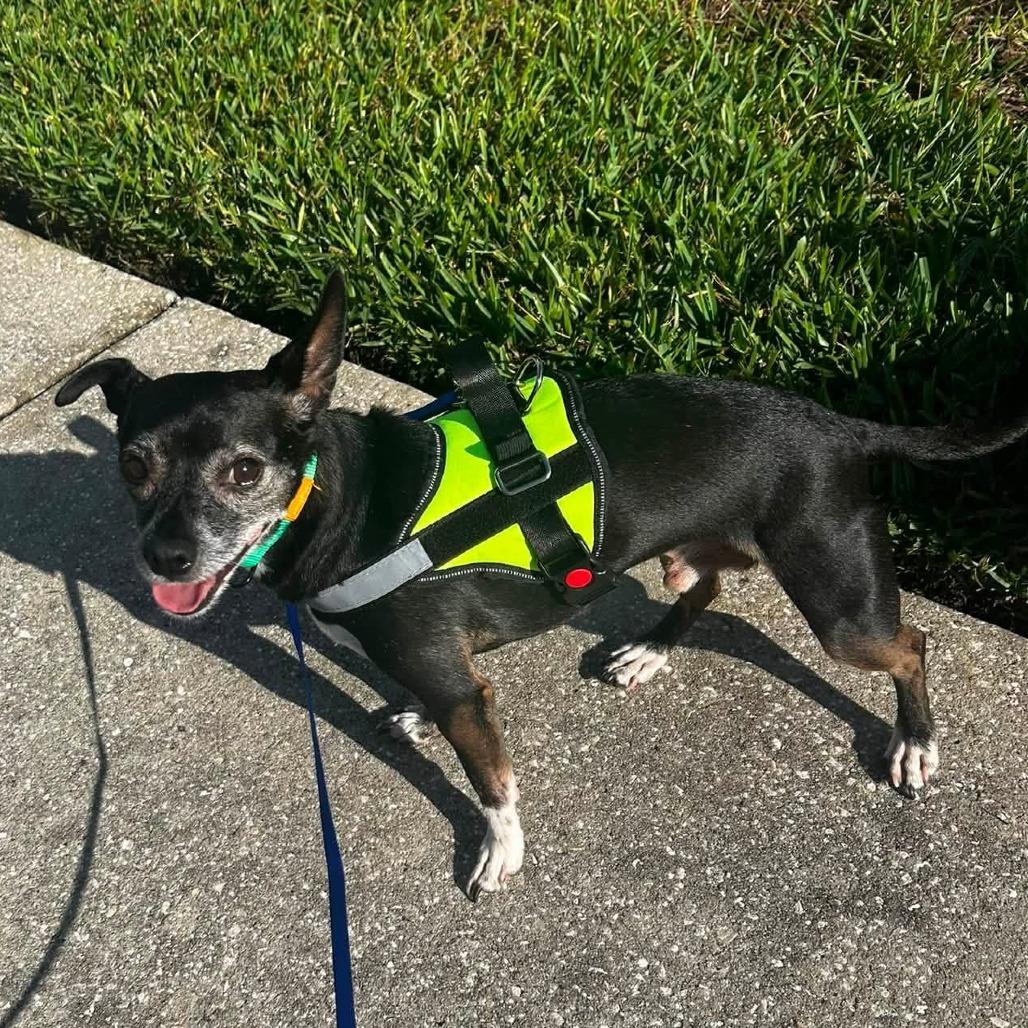 Enlarge Sparklyn, a Adoptable Chihuahua in Lutz, FL image 1/5