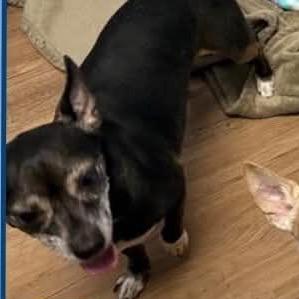 Sparklyn, a Adoptable Chihuahua in Lutz, FL image 3/4