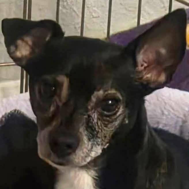 Sparklyn, a Adoptable Chihuahua in Lutz, FL image 4/4