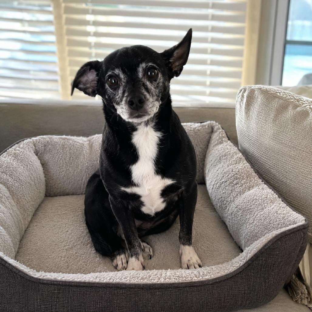 Sparklyn, Adoptable, Adult Male Chihuahua.